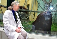 Πέθανε η Τζέιν Γκούντολ, πρωτοπόρος της μελέτης των χιμπαντζήδων, σε ηλικία 91 ετών
