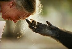 Το National Geographic αποχαιρετά την Τζέιν Γκούντολ με πέντε εμβληματικές εικόνες