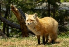 «Η φύση μάς θέλει στην ίδια ομάδα»: 11 περιβαλλοντικές οργανώσεις ενώνονται για την προστασία της άγριας ζωής στην Ελλάδα