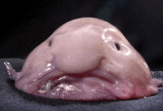Blobfish: Το «πιο άσχημο ζώο στον κόσμο» δεν μοιάζει έτσι κάτω από το νερό
