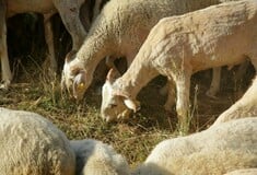 Ευλογιά αιγοπροβάτων: Ενισχύονται οι έλεγχοι και τα μέτρα για την αντιμετώπιση της νόσου