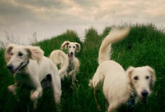 Saluki: τα πιο γρήγορα σκυλιά του κόσμου