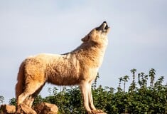 Επιβεβαιώθηκε το πρώτο υβρίδιο σκύλου-λύκου στην Ελλάδα 