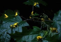 Wildlife Photographer of the Year 2025: Οι καλύτερες φωτογραφίες άγριας ζωής της χρονιάς