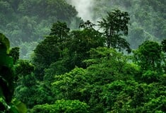 Greenpeace στην COP30: «9 στους 10 πολίτες ζητούν προστασία για την αντιμετώπιση της κλιματικής κρίσης»