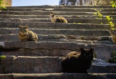 Κύπρος: Πώς το «νησί της γάτας» απέκτησε πρόβλημα - Ένα αδέσποτο αντιστοιχεί ανά κάτοικο