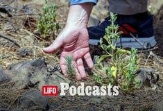 Αναδάσωση ή φυσική αναγέννηση; Πώς θα αναπνεύσει ξανά η Αττική;