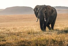 Κένυα: Οι «υπερ-ελέφαντες» της Αφρικής κινδυνεύουν με εξαφάνιση