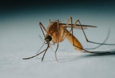 Κλιματική κρίση: Κουνούπια εντοπίστηκαν για πρώτη φορά στην Ισλανδία