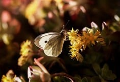 Ανοιξιάτικος ο καιρός σήμερα και αύριο - Το «ανοργάνωτο» βαρομετρικό χαμηλό που έρχεται την Παρασκευή