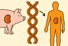 Πώς τα όργανα χοίρων μπορεί σύντομα να σώζουν ανθρώπινες ζωές