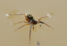 Αράχνη-λύκος: Μέχρι πρότινος εξαφανισμένο είδος εντοπίστηκε ξανά στη νήσο Ουάιτ