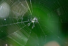 ΑΡΑΧΝΗ ΔΙΑΚΟΣΜΗΣΗ