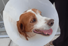 Κακοποίηση σκύλου στην Ηλεία: «Ουδέποτε αναφέραμε ότι κακοποιήθηκε σεξουαλικά», λέει η φιλοζωική οργάνωση