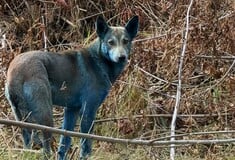 Γαλάζιοι σκύλοι εντοπίστηκαν στο Τσερνόμπιλ