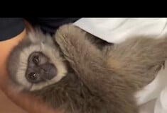 Λαθρέμπορος συνελήφθη στην Ινδία με δύο απειλούμενους γίββωνες μέσα στη βαλίτσα του