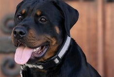 ΡΟΤΒΑΙΛΕΡ ΕΠΙΘΕΣΗ ΚΗΔΕΜΟΝΑΣ ΚΑΛΑΜΑΤΑ