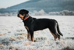 ΡΟΤΒΑΙΛΕΡ ΕΠΙΘΕΣΗ ΚΑΛΑΜΑΤΑ