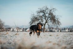 ΡΟΤΒΑΙΛΕΡ ΕΠΙΘΕΣΗ ΚΑΛΑΜΑΤΑ