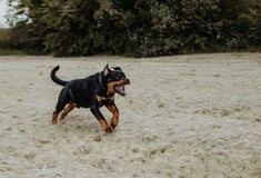 ΡΟΤΒΑΙΛΕΡ ΕΠΙΘΕΣΗ