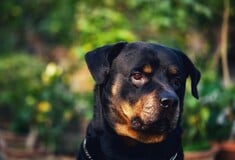 Επίθεση ροτβάιλερ στην Καλαμάτα: «Είμαστε μια εργατική, έντιμη και φιλοζωική οικογένεια» λέει ο γιος του 76χρονου