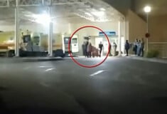 Δολοφονία στη Χαλκίδα: Συνελήφθη 19χρονος που συμμετείχε στην επίθεση του Λυγγερίδη