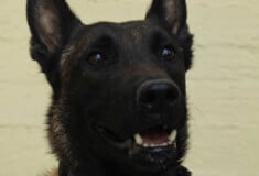 ECHO ΣΚΥΛΟΣ ANUBIS