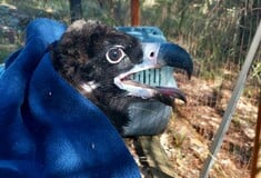 Δαδιά: Τοποθέτηση πομπών σε μαυρόγυπες 