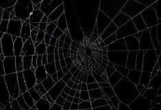 Στην Ελλάδα ο μεγαλύτερος ιστός αράχνης στον κόσμο