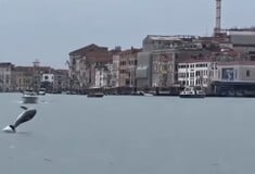 ΔΕΛΦΙΝΙ ΒΕΝΕΤΙΑ ΠΛΑΤΕΙΑ ΑΓΙΟΥ ΜΑΡΚΟΥ