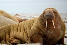 Φωτογράφος απαθανάτισε θαλάσσιους ίππους την ώρα που αλλάζουν χρώμα 