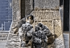 «Nestflix»: Πώς ένα ριάλιτι σόου με γεράκια έχει καταφέρει να καθηλώσει τους Αυστραλούς στις οθόνες τους