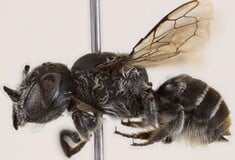 ΜΕΛΙΣΣΑ ΝΕΟ ΕΙΔΟΣ ΛΟΥΣΙΦΕΡ ΔΙΑΒΟΛΟΣ