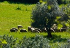 Επιβεβαιώθηκε κρούσμα καταρροϊκού πυρετού σε εκτροφή αιγοπροβάτων στην Μεσσηνία