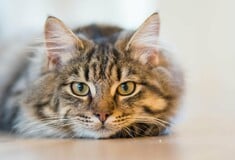 ΔΟΝΟΥΣΑ ΓΑΤΑ