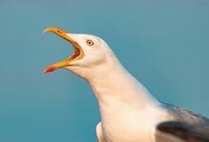 Η κραυγή είναι ο καλύτερος τρόπος για να διώξεις τους γλάρους