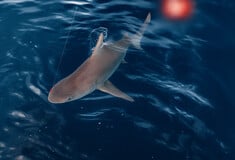 ΑΡΓΟΛΙΔΑ ΚΑΡΧΑΡΙΑΣ