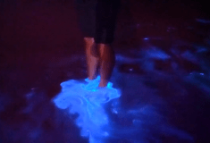 Εντυπωσιακό βίντεο από τη Νέα Ζηλανδία: Το φαινόμενο της βιοφωταύγειας «φώτισε» τα νερά του Όκλαντ