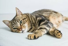 ΔΟΝΟΥΣΑ ΓΑΤΑ