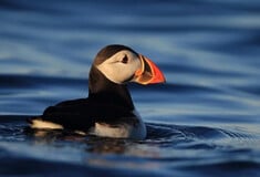 ΓΙΑ ΣΚ- Η φρατερκούλα του Ατλαντικού επέστρεψε στο Isle of Muck για πρώτη φορά μετά από 25 χρόνια