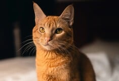 ΓΑΛΛΙΑ ΓΑΤΑ