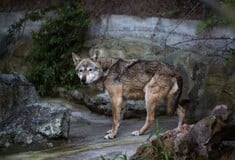 ΖΩΟΛΟΓΙΚΟΣ ΚΗΠΟΣ ΘΕΣΣΑΛΟΝΙΚΗΣ