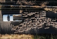 Κρούσμα καταρροϊκού πυρετού στο Πυρί της Γορτυνίας