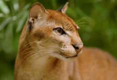 ΓΙΑ ΣΚ - Η πιο μυστηριώδης γάτα της Αφρικής «εξαφανίστηκε» από τα μάτια των επιστημόνων