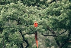 ΤΡΟΠΙΚΟ ΔΑΣΟ ΓΕΡΜΑΝΙΑ ΒΡΑΖΙΛΙΑ