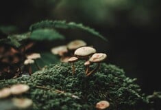 ΜΑΝΙΤΑΡΙΑ ΔΗΛΗΤΗΡΙΑΣΗ ΣΥΜΠΤΩΜΑΤΑ