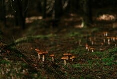 ΜΑΝΙΤΑΡΙΑ ΔΗΛΗΤΗΡΙΑΣΗ ΜΕΤΑΜΟΣΧΕΥΣΗ