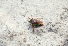 ΜΑΛΑΙΣΙΑ ΚΟΡΙΟΣ