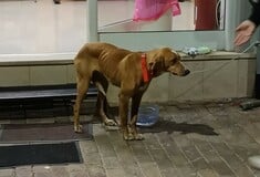 Μεγαλόπολη: Σκύλος τυλιγμένος με πλαστική σακούλα βρέθηκε σε κάδο απορριμάτων