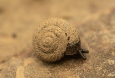 Μεγάλη κινητοποίηση στο Λονδίνο για τον εντοπισμό του «γερμανικού τριχωτού σαλιγκαριού»